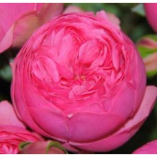 Garden Roses - Pink Piano